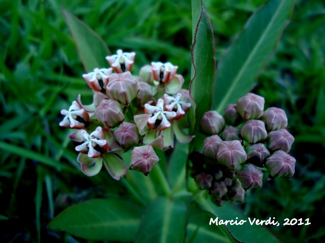 Asclepias mellodora