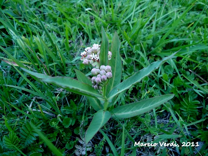 Asclepias mellodora