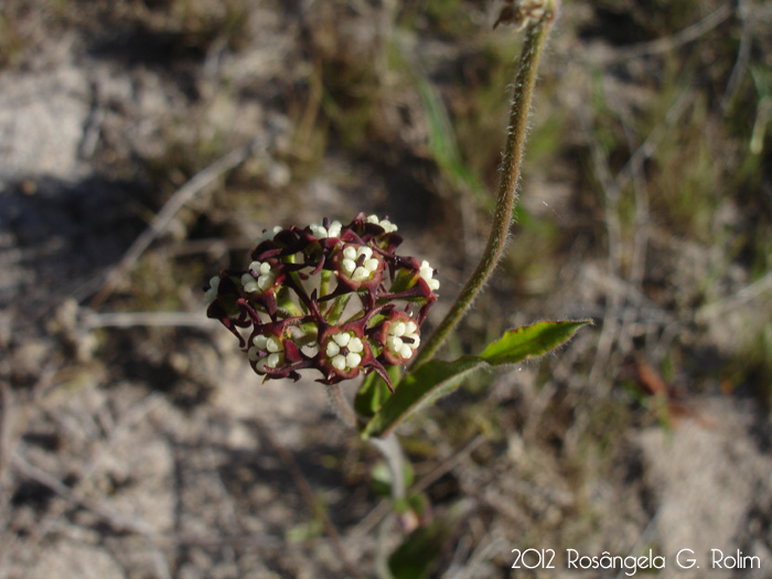 Oxypetalum arnottianum