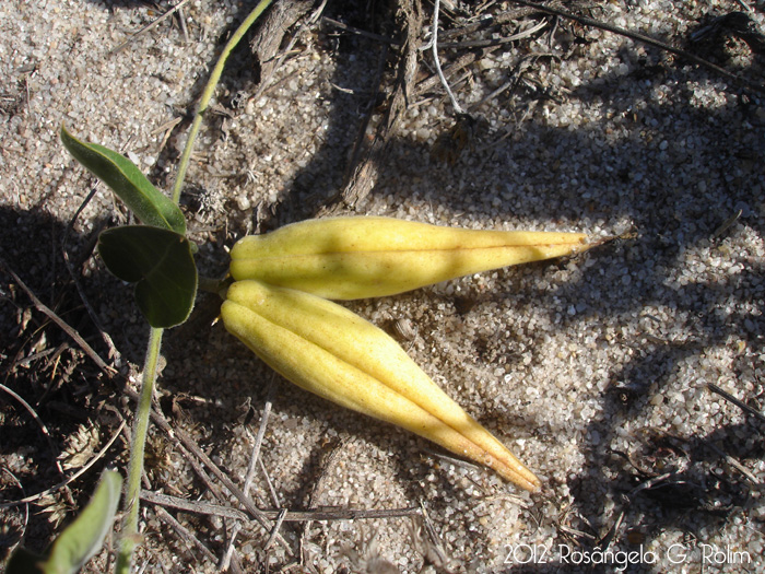 Oxypetalum arnottianum