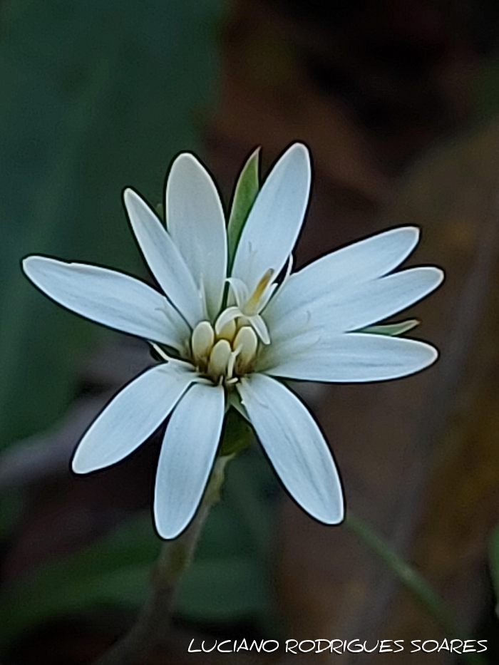 Chaptalia piloselloides