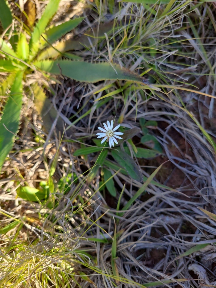 Chaptalia piloselloides