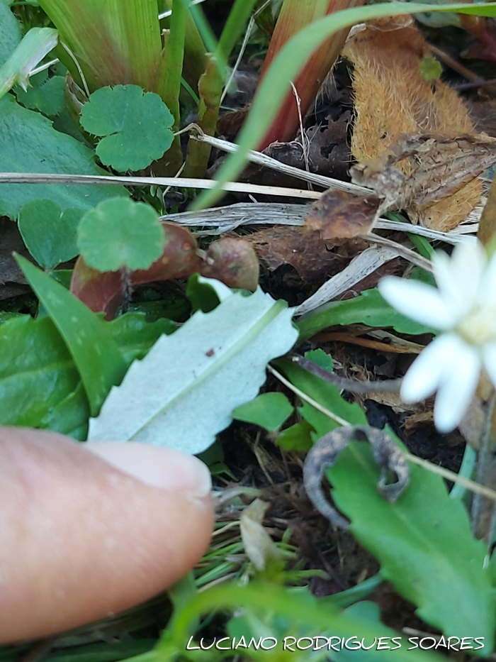 Chaptalia piloselloides