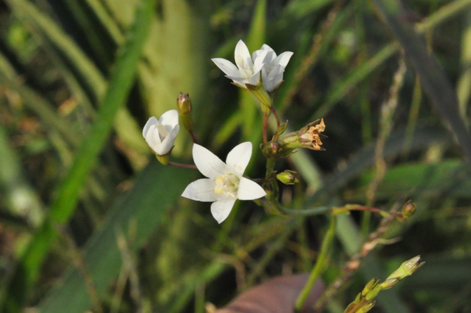 Wahlenbergia linarioides