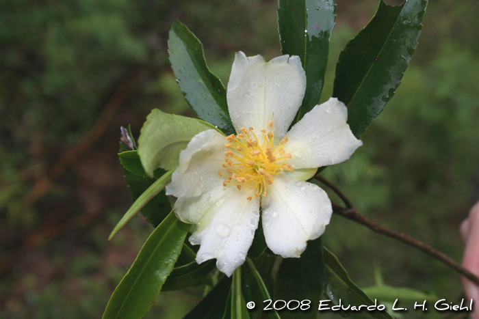 Laplacea acutifolia