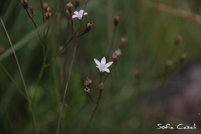 Wahlenbergia linarioides