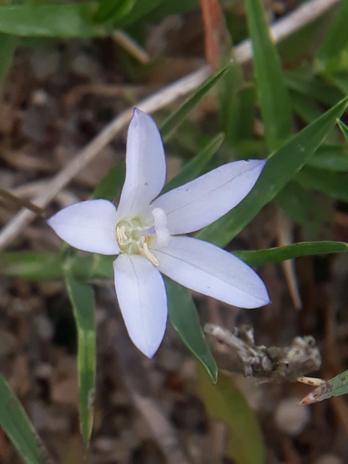 Wahlenbergia linarioides