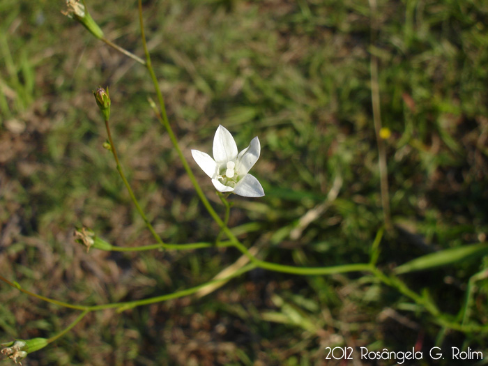 Wahlenbergia linarioides