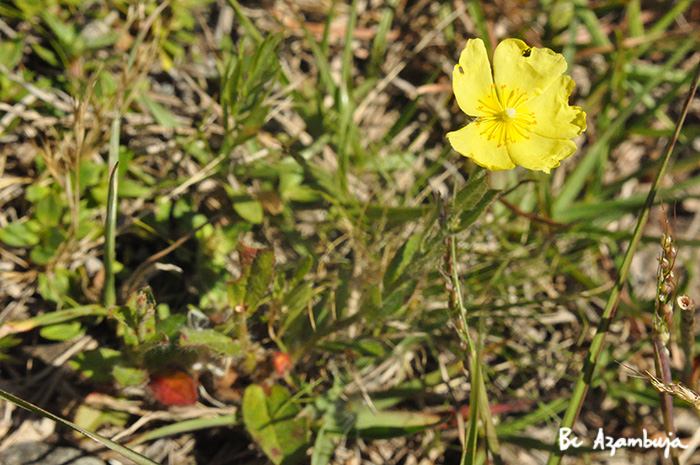 Helianthemum brasiliense