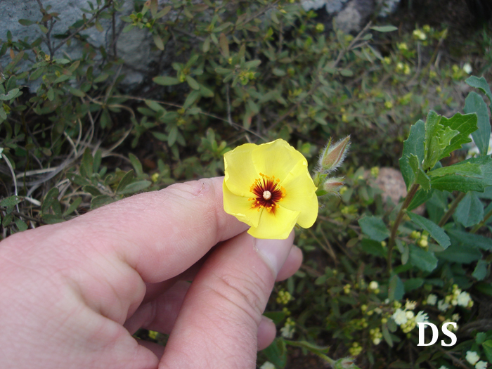 Helianthemum brasiliense