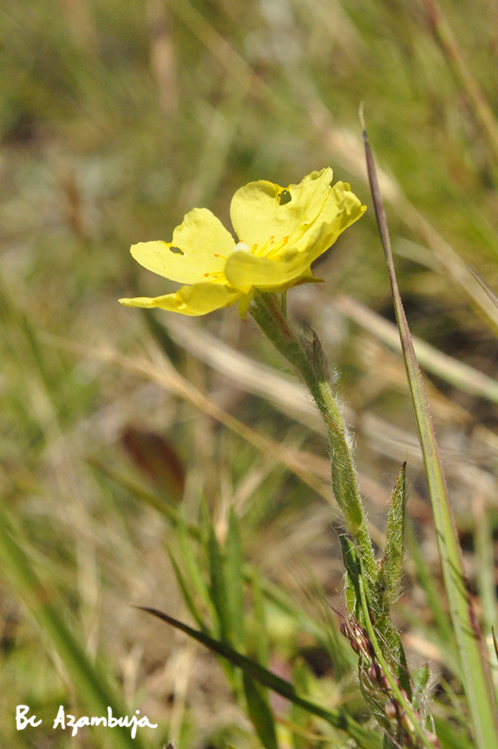 Helianthemum brasiliense