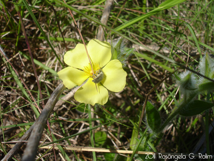 Helianthemum brasiliense