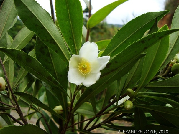 Laplacea acutifolia