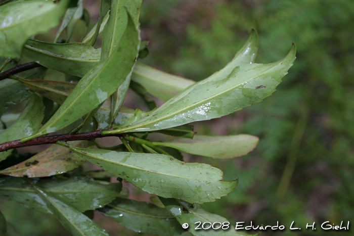 Laplacea acutifolia