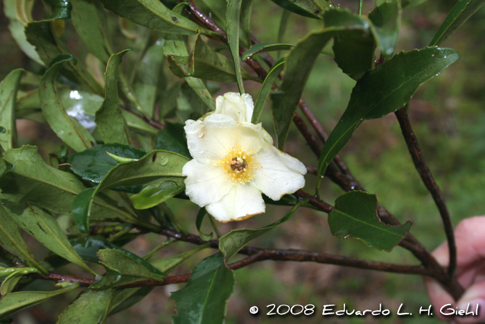 Laplacea acutifolia