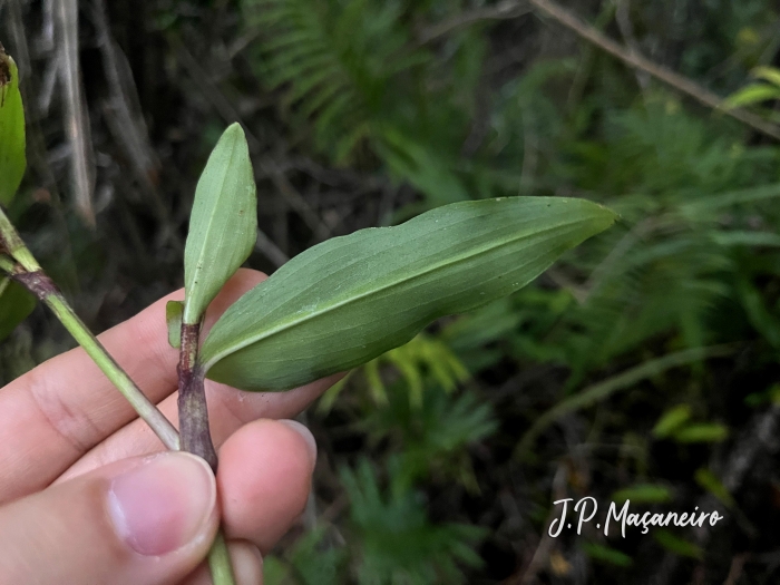 Commelina erecta