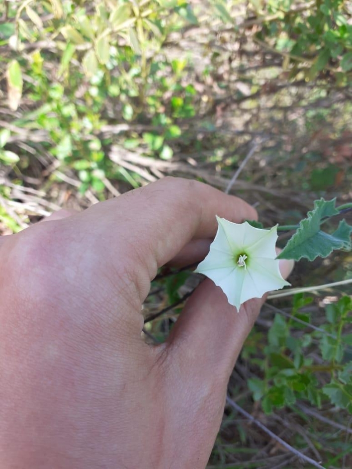 Convolvulus crenatifolius