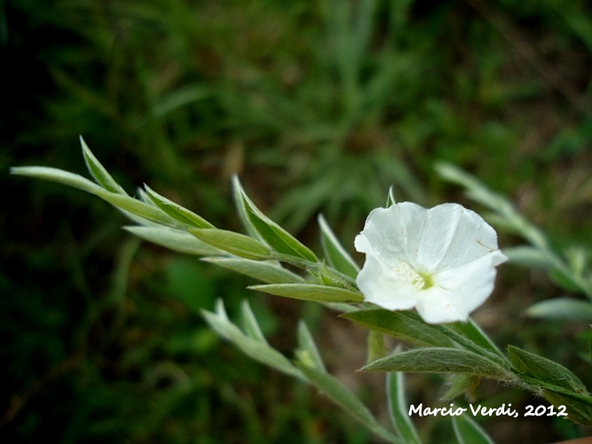 Evolvulus sericeus