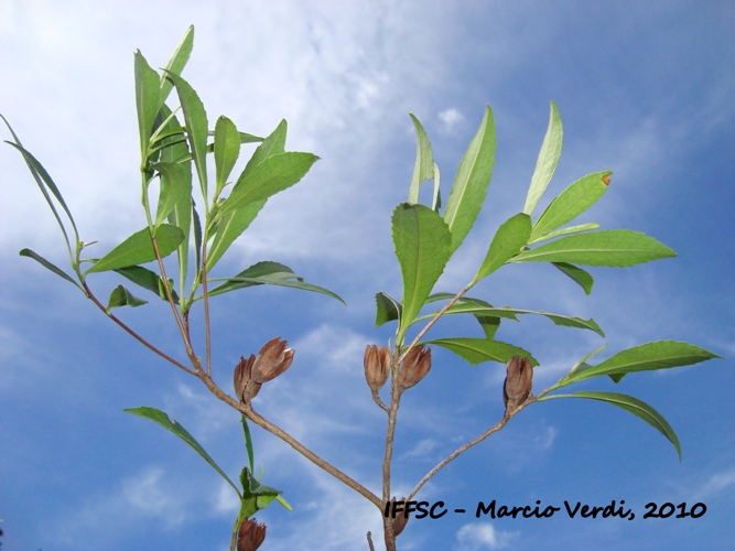 Laplacea acutifolia