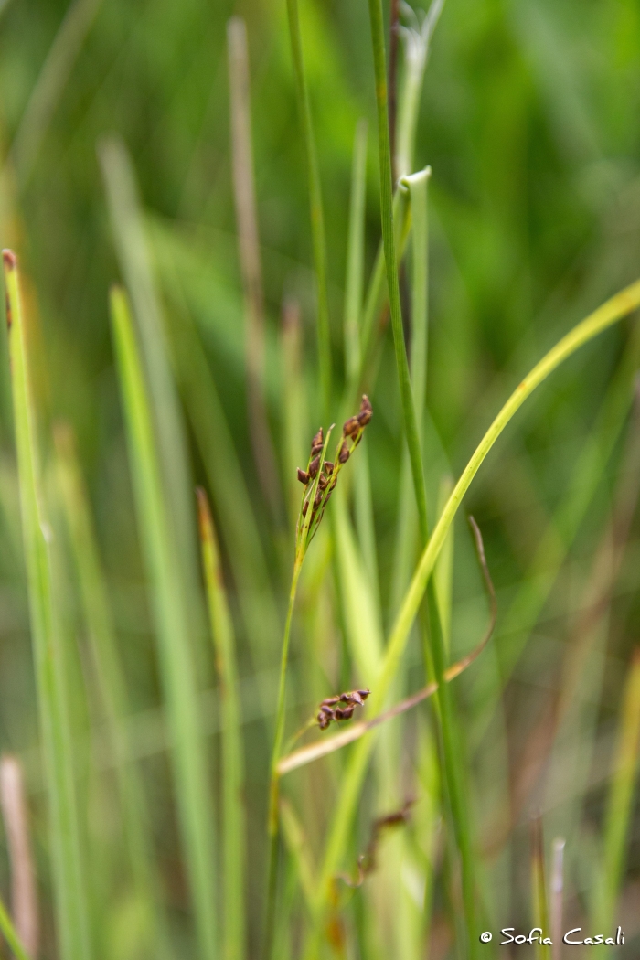 Rhynchospora gollmeri