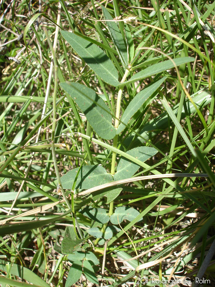 Euphorbia selloi
