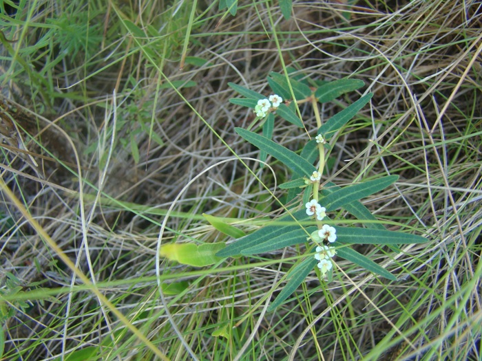 Euphorbia selloi