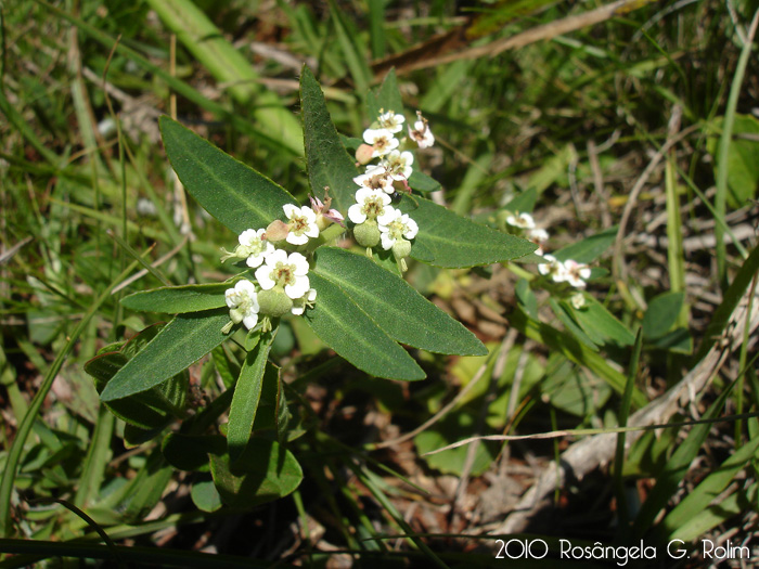 Euphorbia selloi