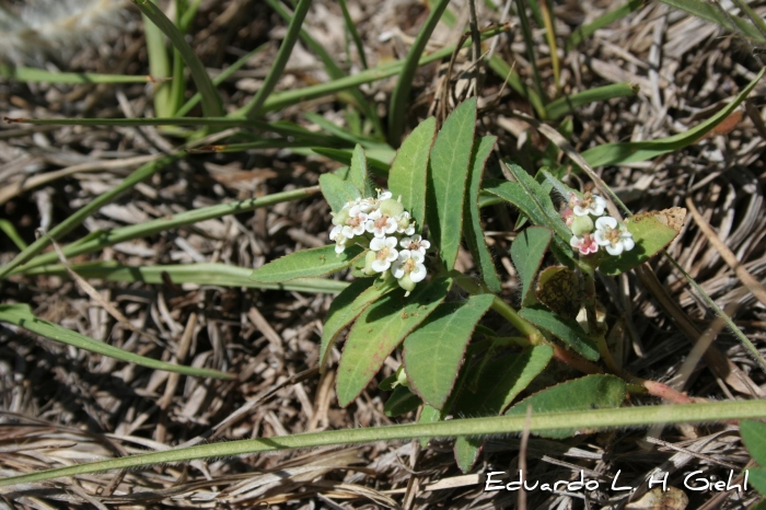 Euphorbia selloi