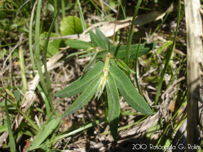 Euphorbia selloi