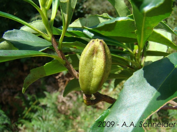 Laplacea acutifolia