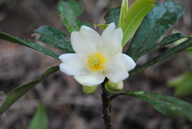 Laplacea acutifolia