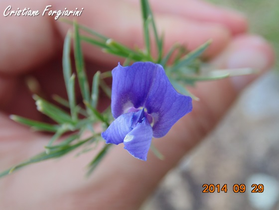 Lathyrus subulatus