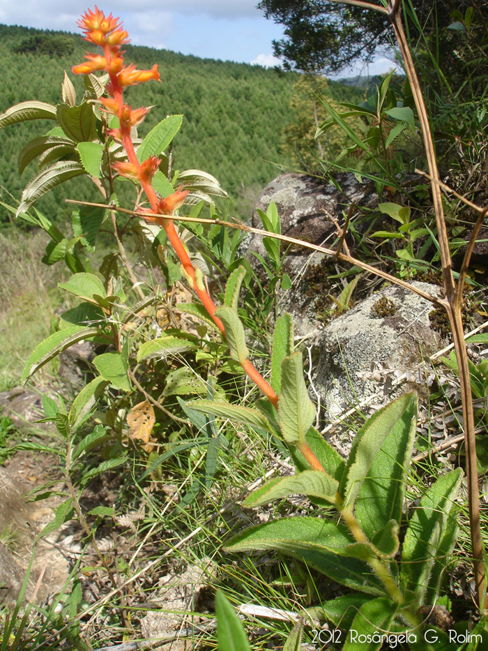 Sinningia allagophylla