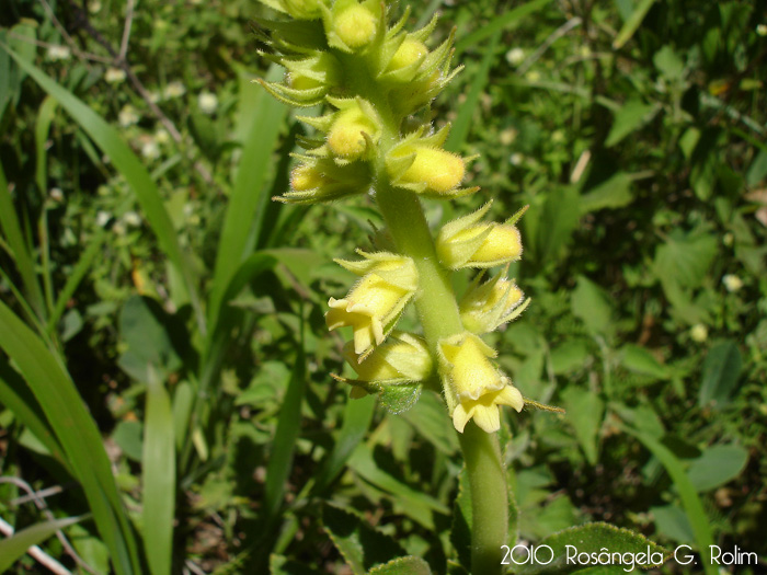 Sinningia lutea