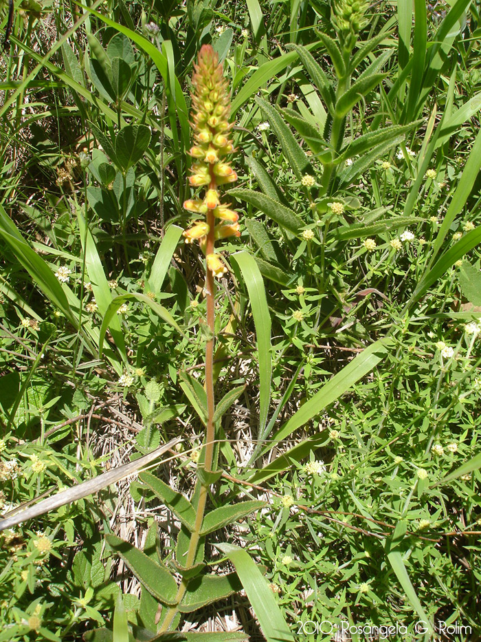 Sinningia lutea