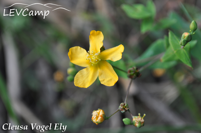 Hypericum caprifoliatum