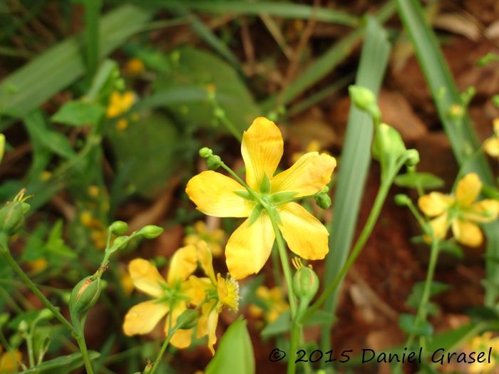 Hypericum caprifoliatum