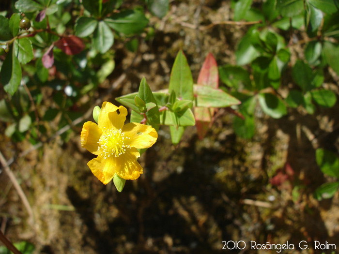 Hypericum caprifoliatum