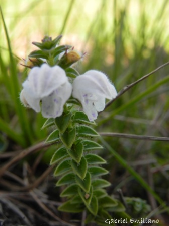 Glechon ciliata