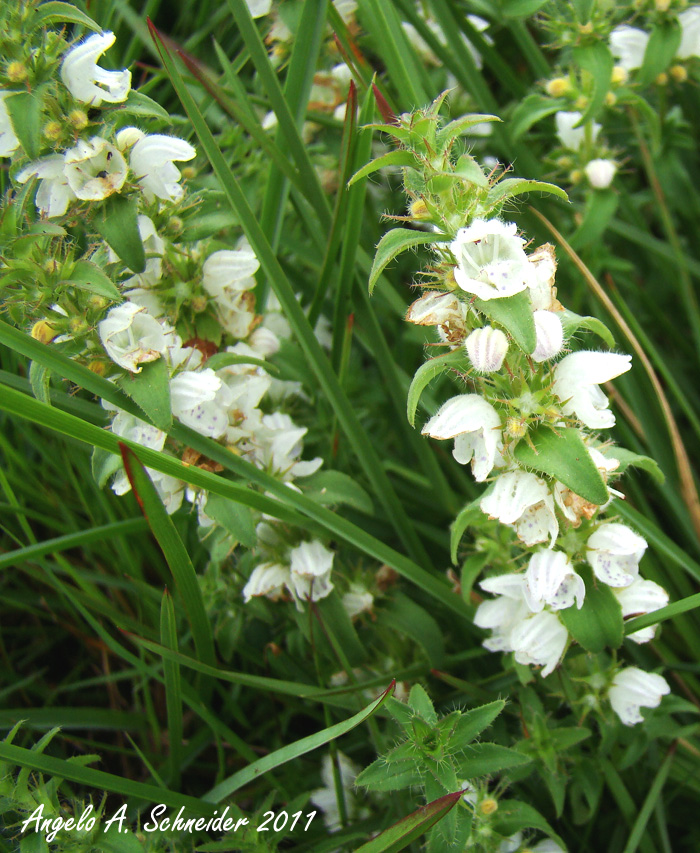 Glechon ciliata