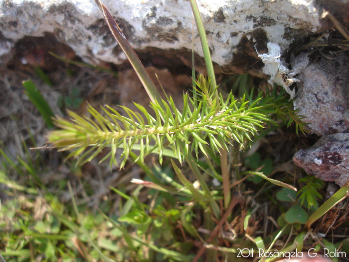 Cliococca selaginoides