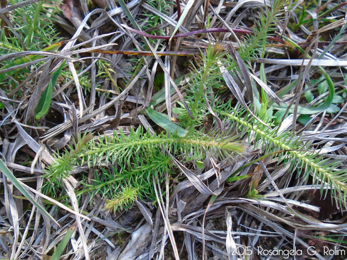 Cliococca selaginoides