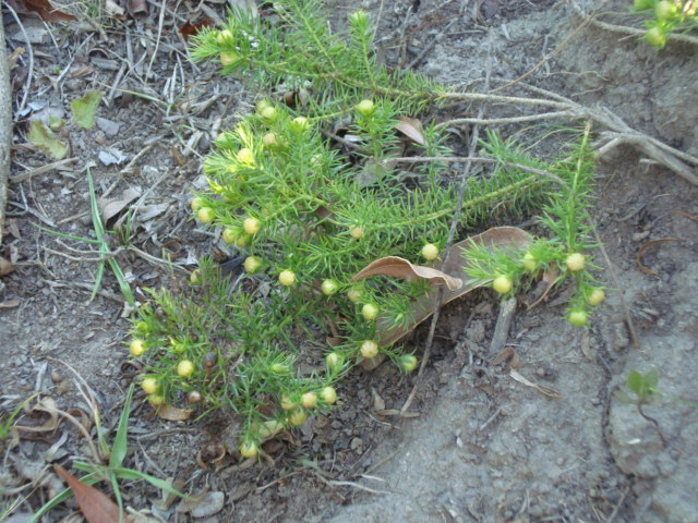 Cliococca selaginoides
