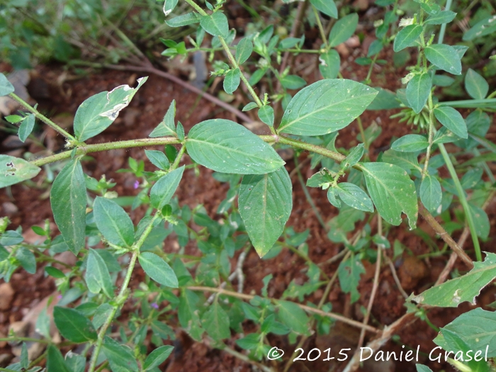 Cuphea carthagenensis