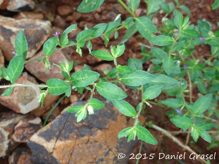 Cuphea carthagenensis