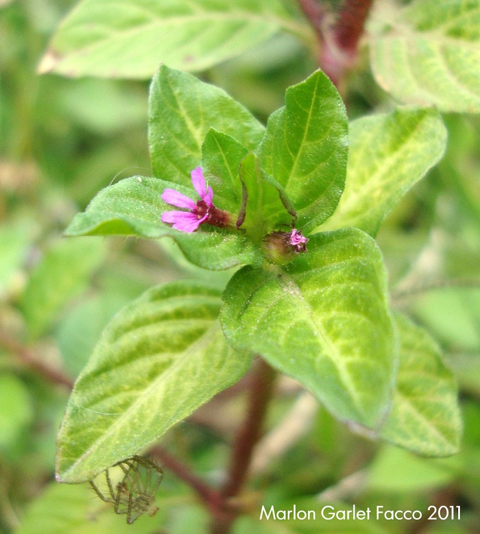 Cuphea carthagenensis