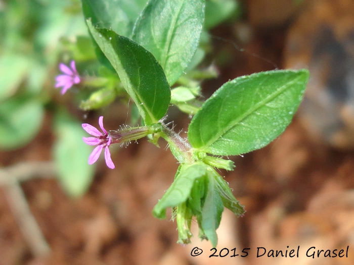 Cuphea carthagenensis