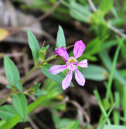 Cuphea glutinosa