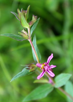 Cuphea glutinosa