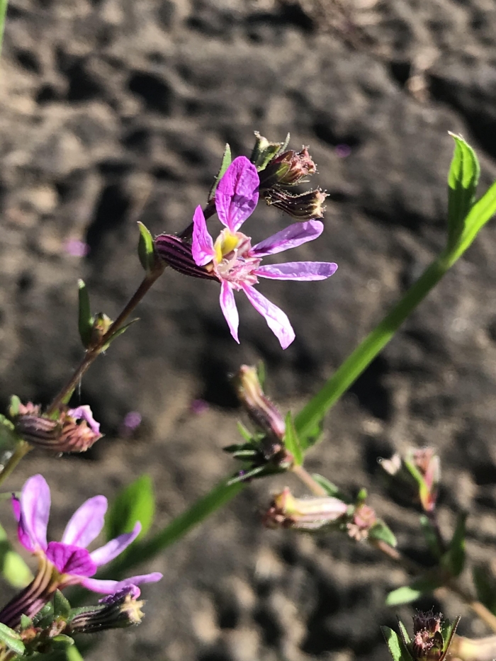 Cuphea glutinosa